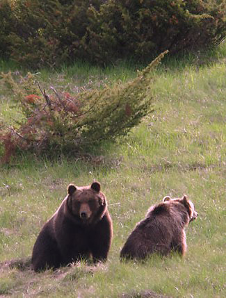 Photograph of Brown Bears