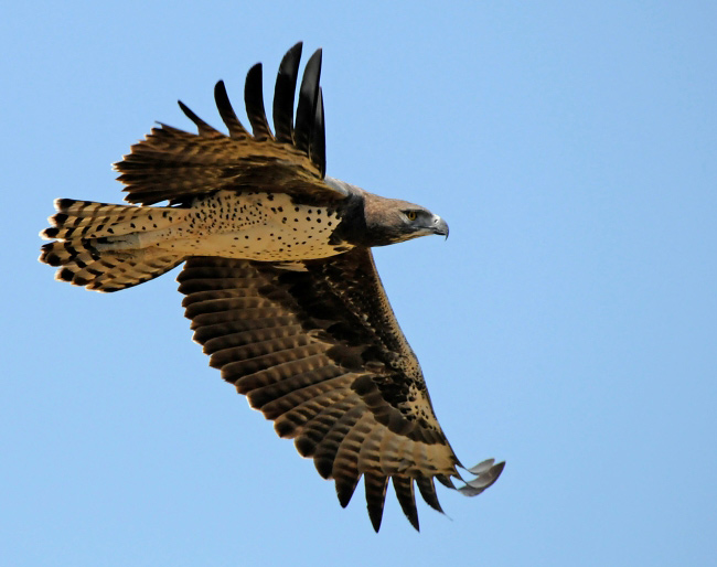 Photograph of Martial Eagle