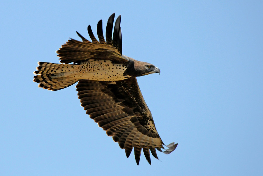 Photograph of Martial Eagle