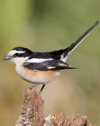 Photograph of Masked Shrike