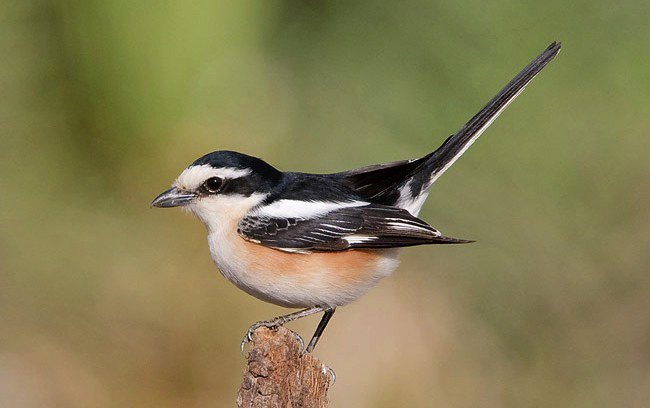 Photograph of Masked Shrike