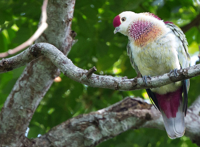 Photograph of Many-coloured Fruit-dove