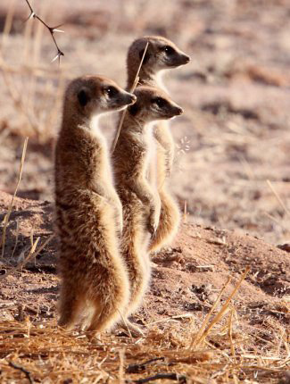 Photograph of Meerkats