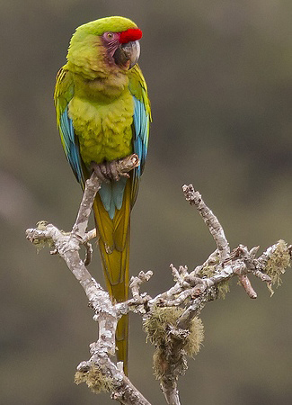 Photograph of Military Macaw