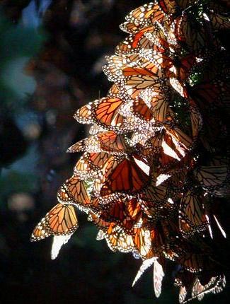Photograph of Monarch Butterflies