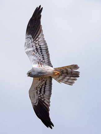 Photograph of Montagu's Harrier