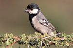 Photograph of Somali Tit