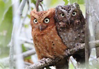 Photograph of Sokoke Scops Owls