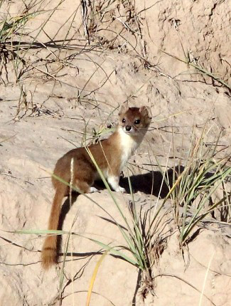 Photograph of Mountain Weasel