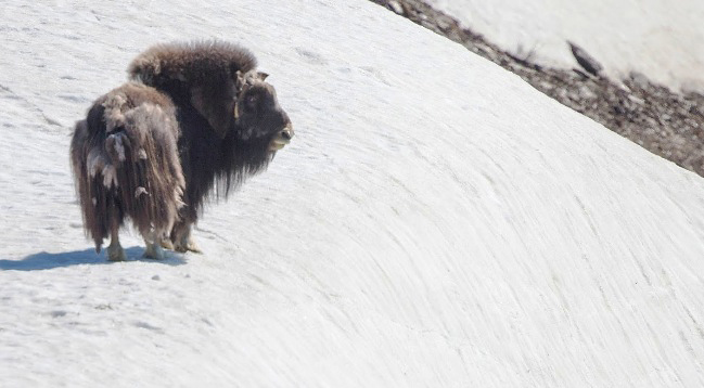 Photograph of Musk Ox