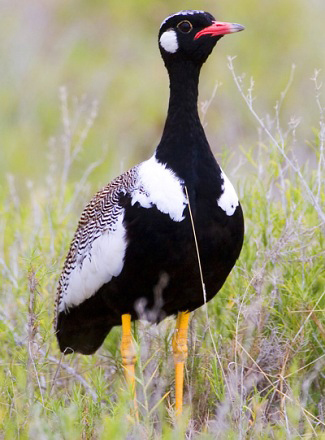 Photograph of Northern Black Bustard