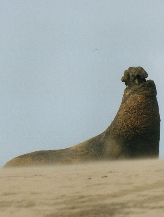 Photograph of Northern Elephant Seal