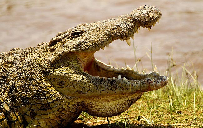 Nile Crocodile