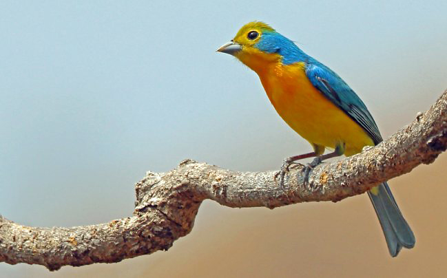 Photograph of Orange-breasted Bunting