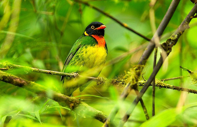 Photograph of Orange-breasted Fruiteater