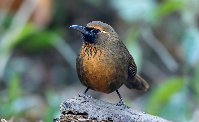Photograph of Orange-breasted Laughingthrush