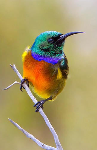 Photograph of Orange-breasted Sunbird