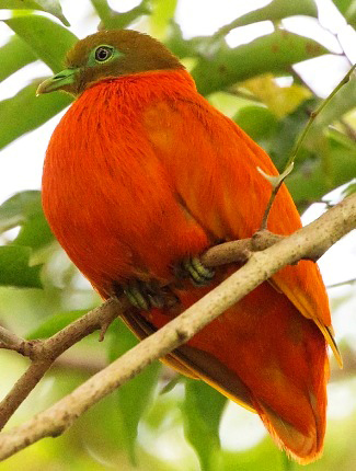 Photograph of Orange Dove