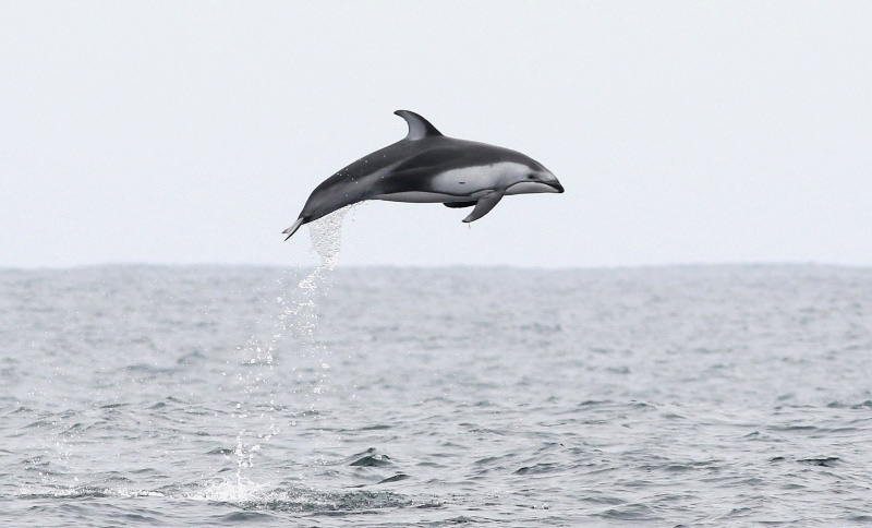 Photograph of Pacific White-sided Dolphin