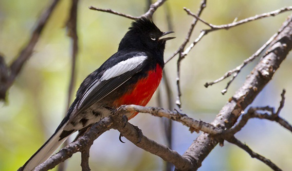 Photograph of Painted Redstart