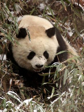 Photograph of Giant Panda