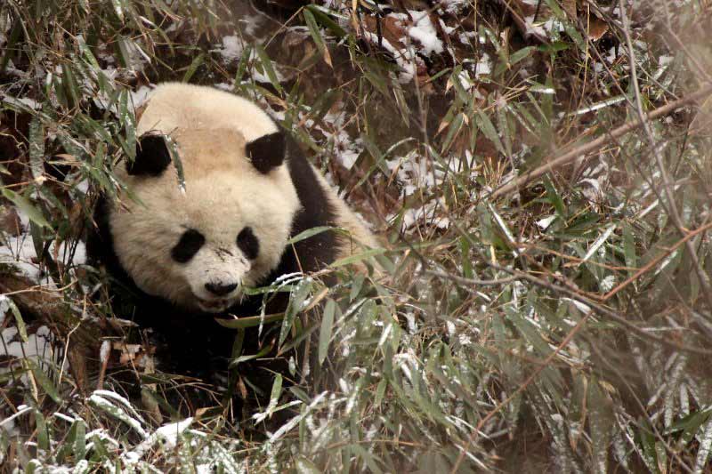 Photograph of Giant Panda