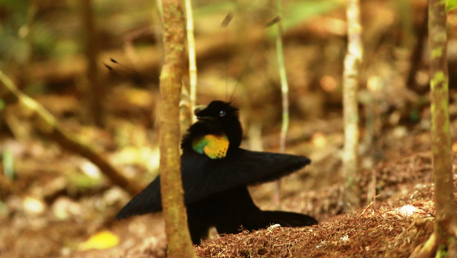 Photograph of Western Parotia