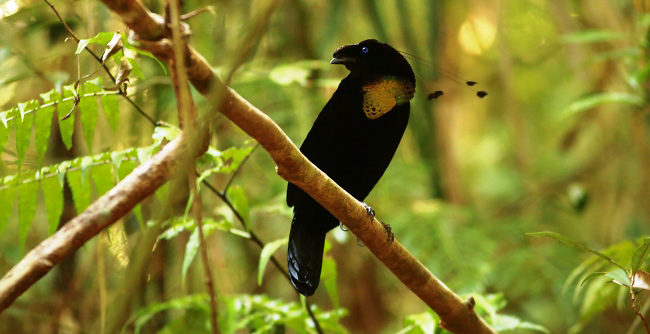 Photograph of Western Parotia