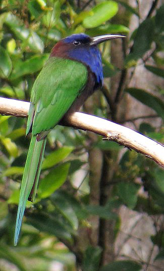 Photograph of Purple-bearded Bee-eater