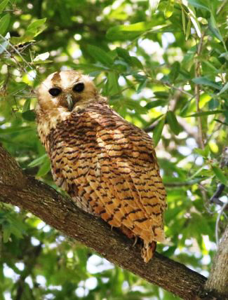 Photograph of Pel's Fishing-owl