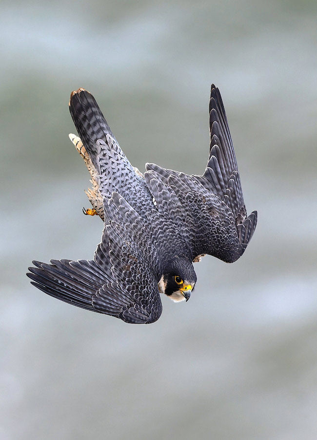 Photograph of Peregrine