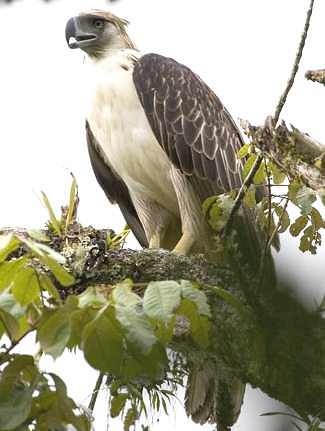 Photograph of Philippine Eagle