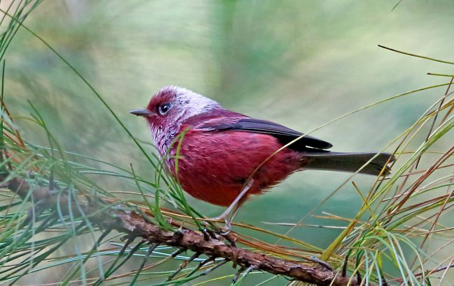 Photograph of Pink-headed Warbler