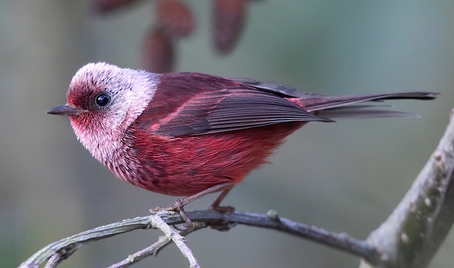 Photograph of Pink-headed Warbler