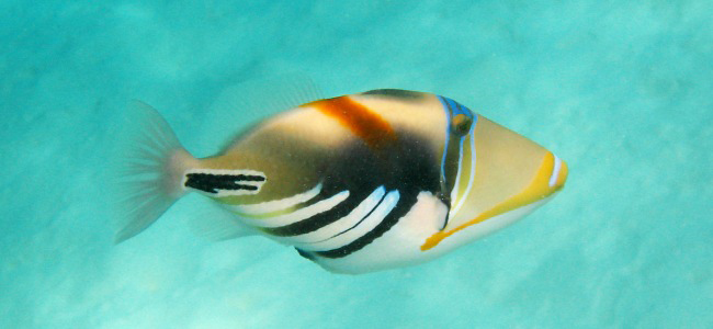 Photograph of Picasso Triggerfish