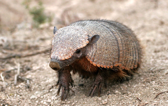 Photograph of Dwarf Armadillo or Pichi