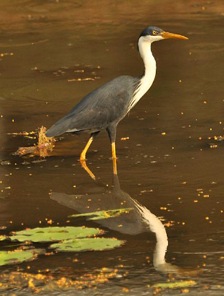 Photograph of Pied Heron