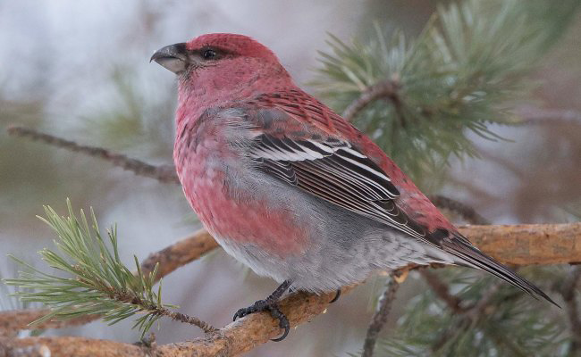 Photograph of Pine Grosbeak