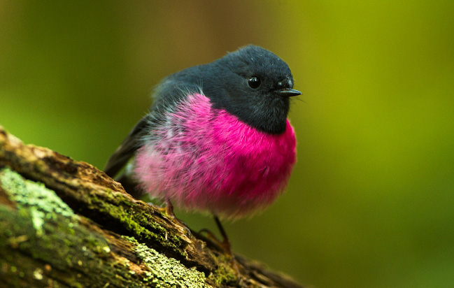 Photograph of Pink Robin