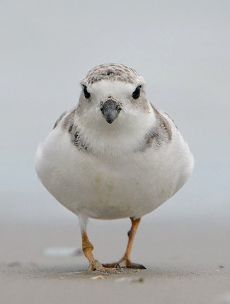 Photograph of Piping Plover