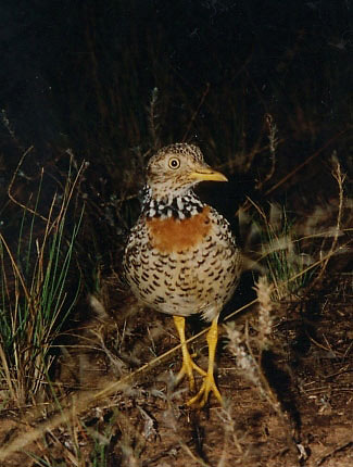 Photograph of Plains-wanderer