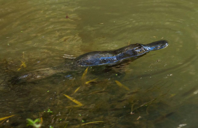 Photograph of Platypus