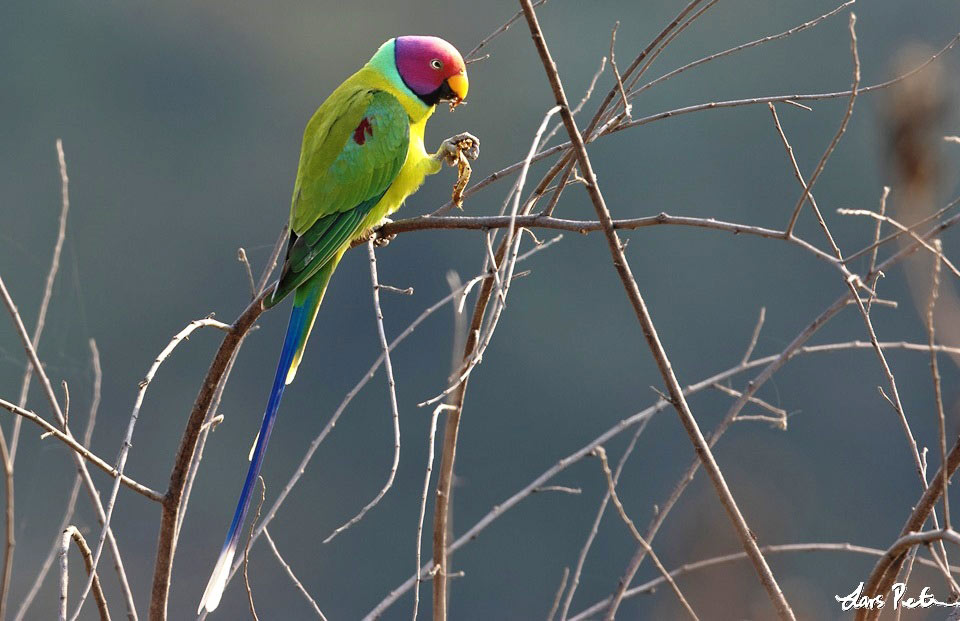 Photograph of Plum-headed Parakeet