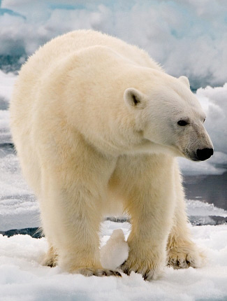 Photograph of Polar Bear