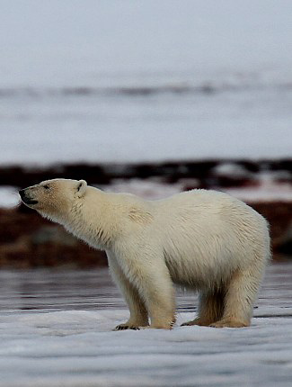 Photograph of Polar Bear