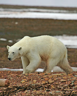 Photograph of Polar Bear