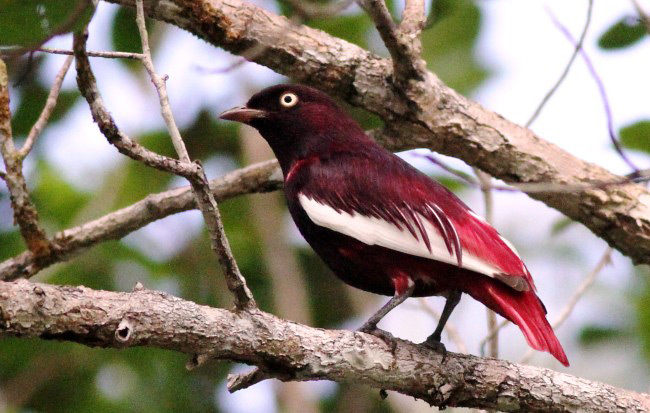 Photograph of Pompadour Cotinga