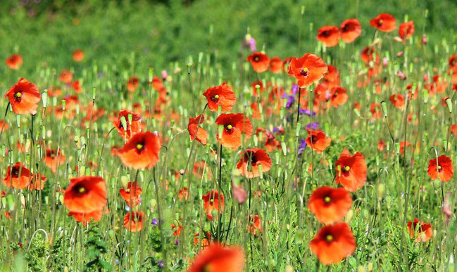 Photograph of Common Poppy