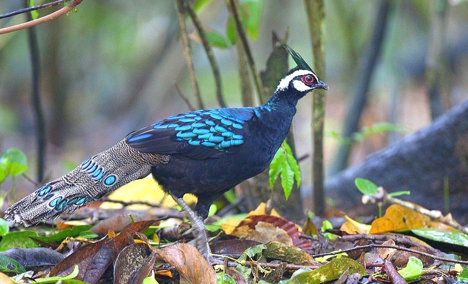 Photograph of Palawan Peacock-pheasant