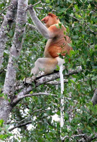 Photograph of Proboscis Monkey